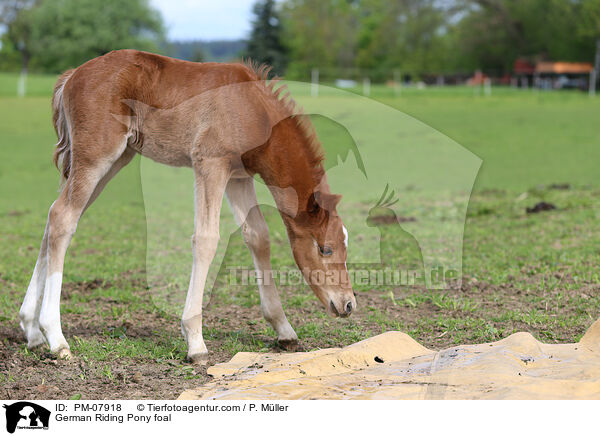 Deutsches Reitpony Fohlen / German Riding Pony foal / PM-07918