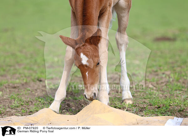Deutsches Reitpony Fohlen / German Riding Pony foal / PM-07920