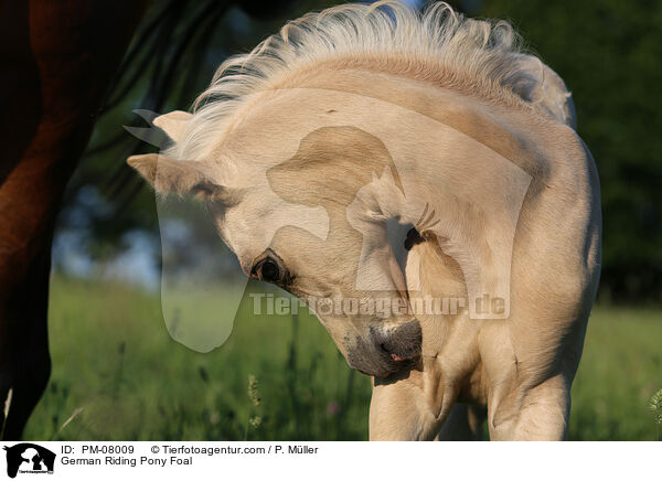 Deutsche Reitpony Fohlen / German Riding Pony Foal / PM-08009