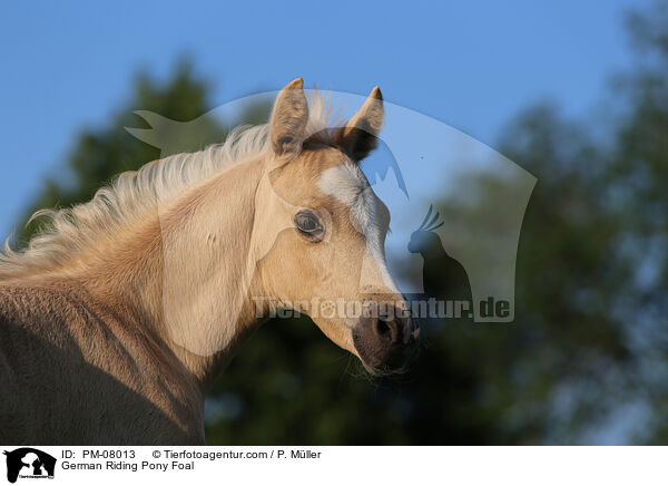 German Riding Pony Foal / PM-08013