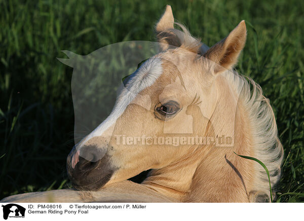 Deutsche Reitpony Fohlen / German Riding Pony Foal / PM-08016