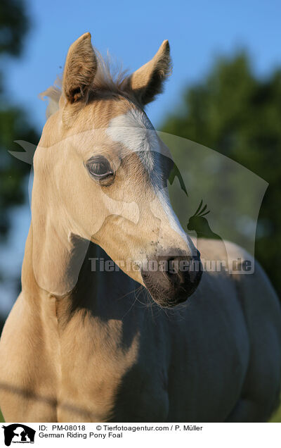 Deutsche Reitpony Fohlen / German Riding Pony Foal / PM-08018