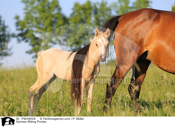 German Riding Ponies / PM-08026