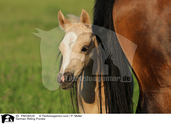 Deutsche Reitponies / German Riding Ponies / PM-08028