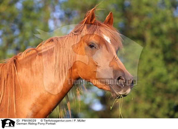 Deutsches Reitpony Portrait / German Riding Pony Portrait / PM-08029