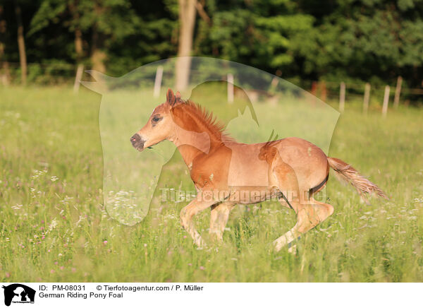 German Riding Pony Foal / PM-08031