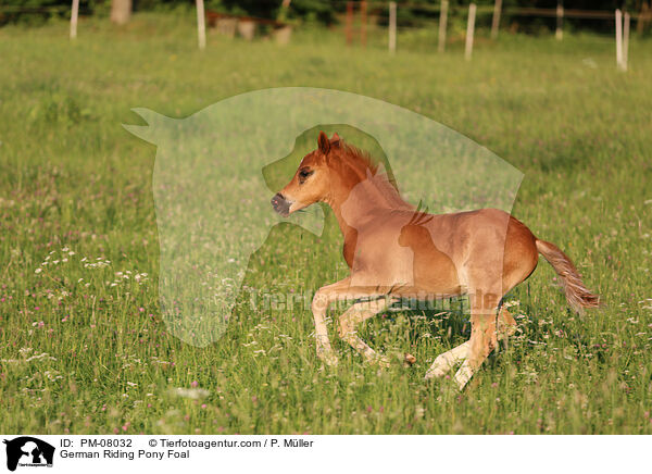German Riding Pony Foal / PM-08032