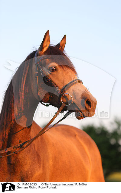 Deutsches Reitpony Portrait / German Riding Pony Portrait / PM-08033