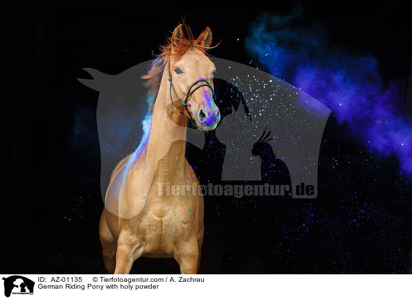 Deutsches Reitpony mit Holi Pulver / German Riding Pony with holy powder / AZ-01135