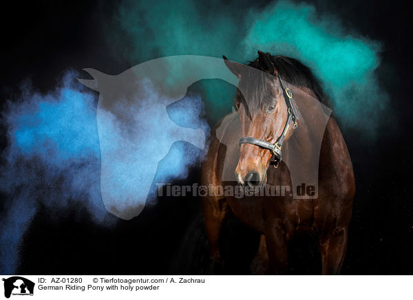 German Riding Pony with holy powder / AZ-01280
