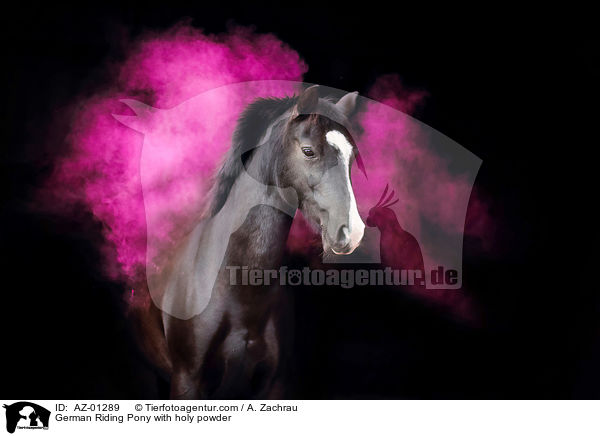 German Riding Pony with holy powder / AZ-01289