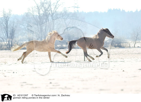 Deutsches Reitponys im Winter / german riding ponies in the winter / AZ-01397