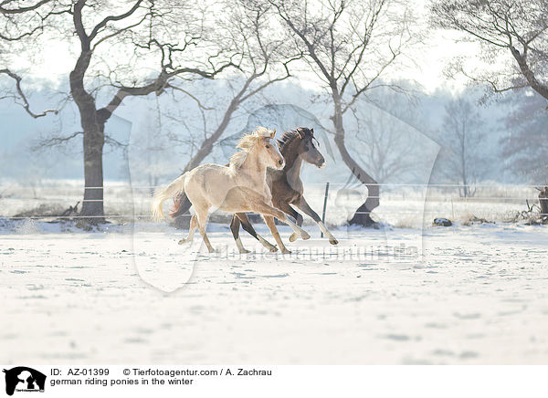 Deutsches Reitponys im Winter / german riding ponies in the winter / AZ-01399