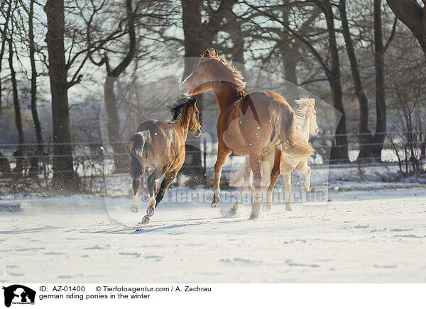 Deutsches Reitponys im Winter / german riding ponies in the winter / AZ-01400