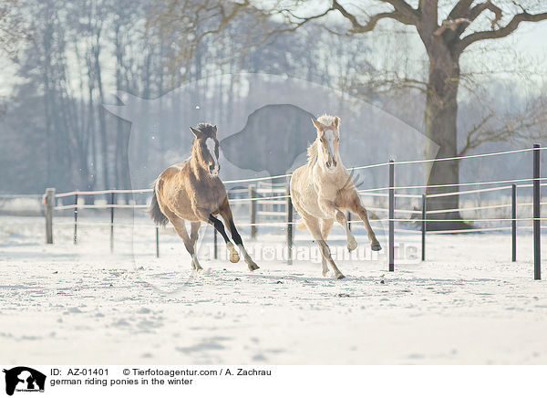 Deutsches Reitponys im Winter / german riding ponies in the winter / AZ-01401