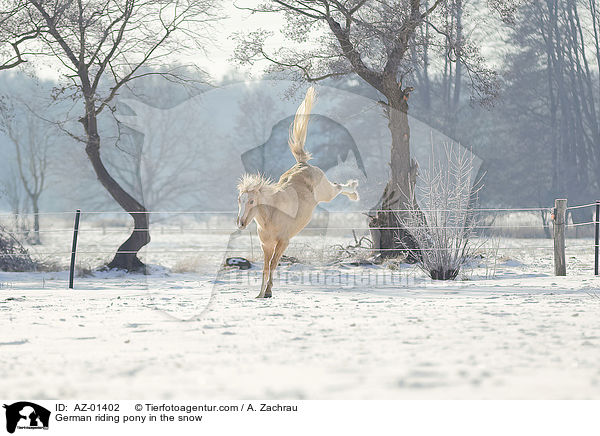 Deutsches Reitpony im Schnee / German riding pony in the snow / AZ-01402