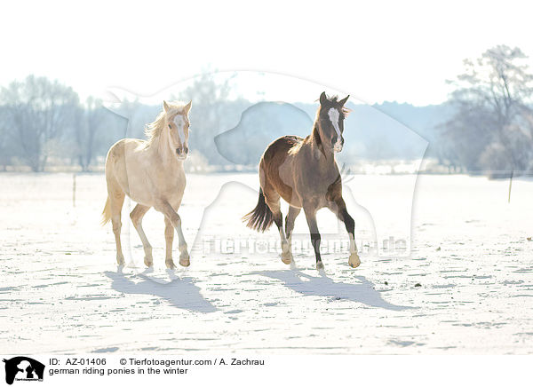 Deutsches Reitponys im Winter / german riding ponies in the winter / AZ-01406