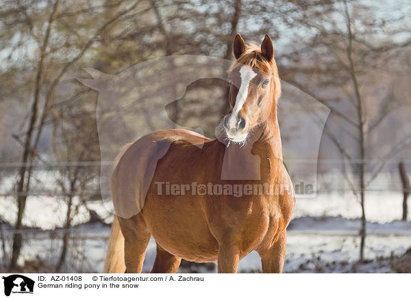 German riding pony in the snow / AZ-01408