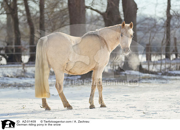 German riding pony in the snow / AZ-01409
