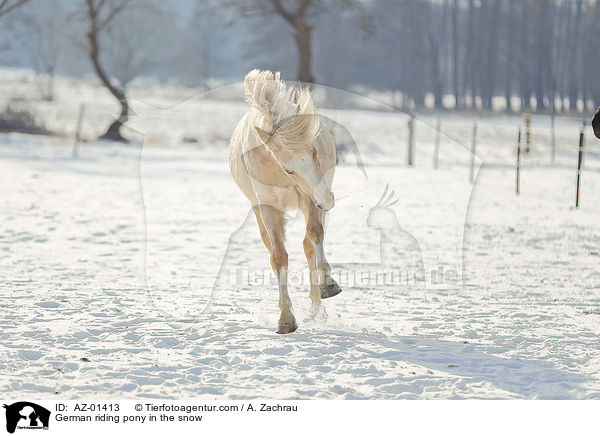 Deutsches Reitpony im Schnee / German riding pony in the snow / AZ-01413