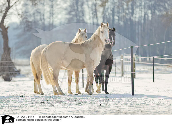 Deutsches Reitponys im Winter / german riding ponies in the winter / AZ-01415