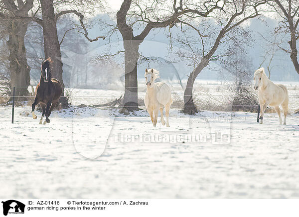 german riding ponies in the winter / AZ-01416
