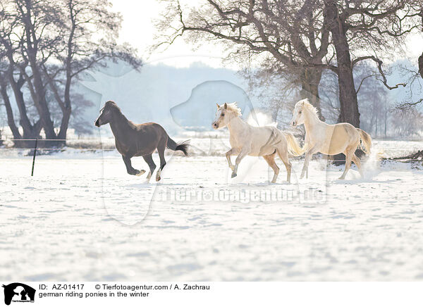 german riding ponies in the winter / AZ-01417
