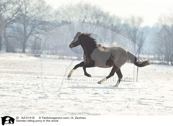 German riding pony in the snow / AZ-01418