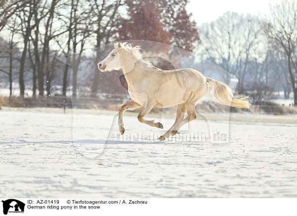 German riding pony in the snow / AZ-01419