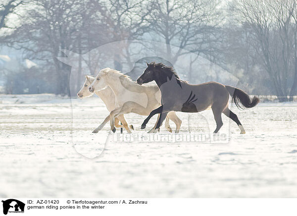 german riding ponies in the winter / AZ-01420