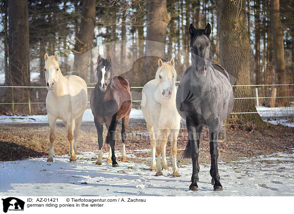 german riding ponies in the winter / AZ-01421