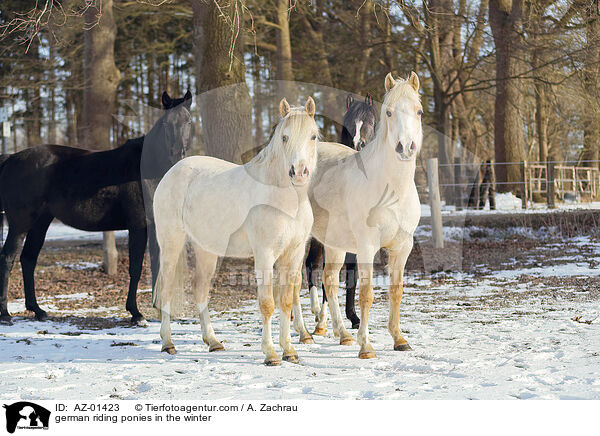 Deutsches Reitponys im Winter / german riding ponies in the winter / AZ-01423