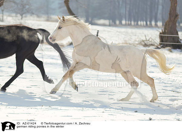Deutsches Reitponys im Winter / german riding ponies in the winter / AZ-01424
