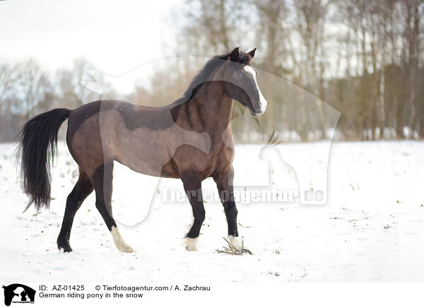 German riding pony in the snow / AZ-01425