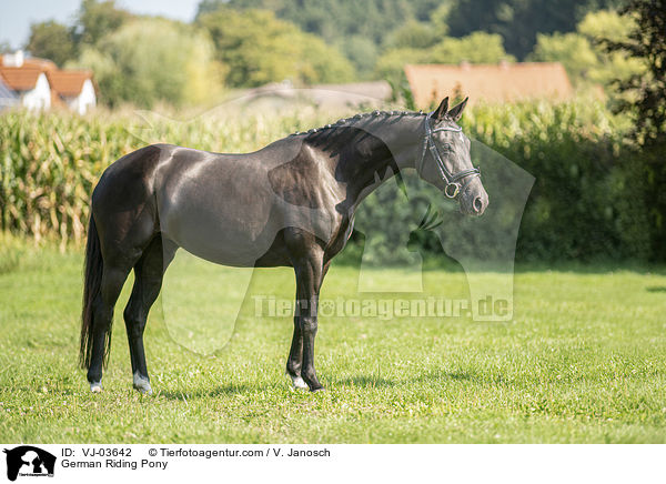 Deutsches Reitpony / German Riding Pony / VJ-03642
