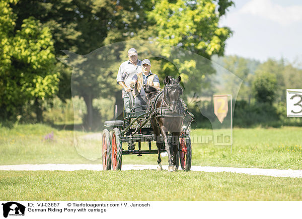 Deutsches Reitpony wird gefahren / German Riding Pony with carriage / VJ-03657