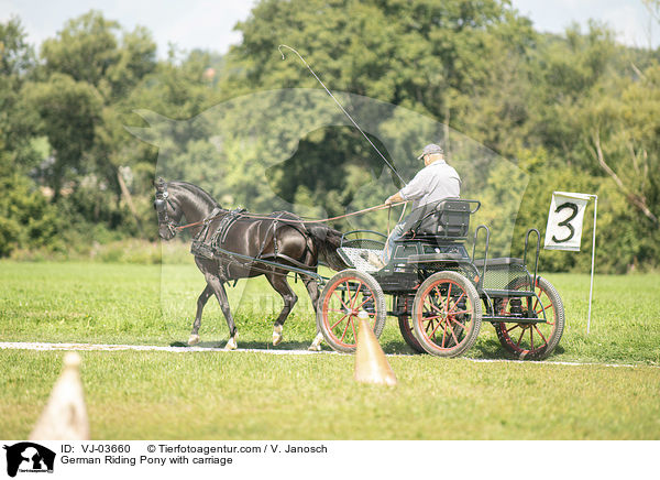 Deutsches Reitpony wird gefahren / German Riding Pony with carriage / VJ-03660