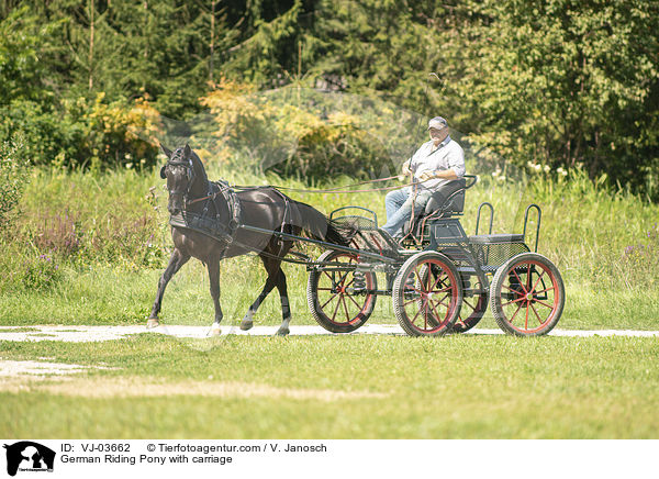 German Riding Pony with carriage / VJ-03662
