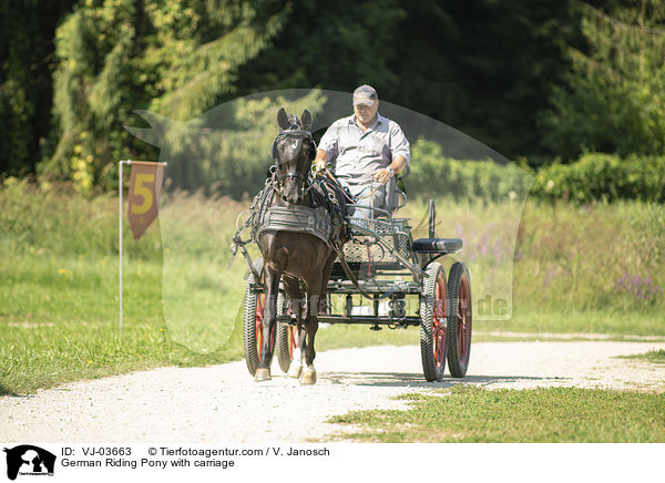 Deutsches Reitpony wird gefahren / German Riding Pony with carriage / VJ-03663