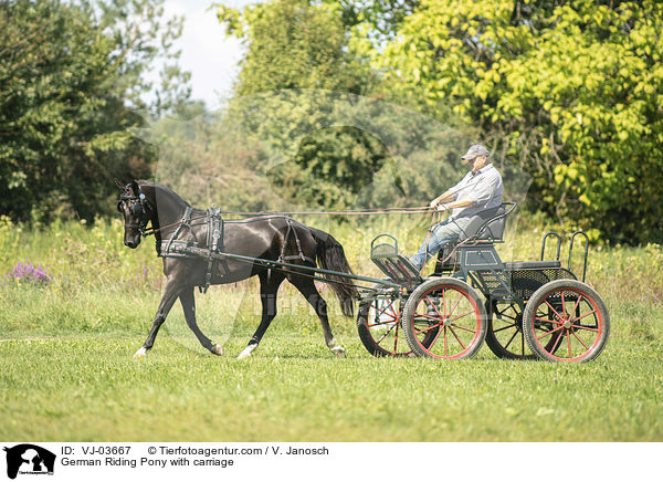Deutsches Reitpony wird gefahren / German Riding Pony with carriage / VJ-03667