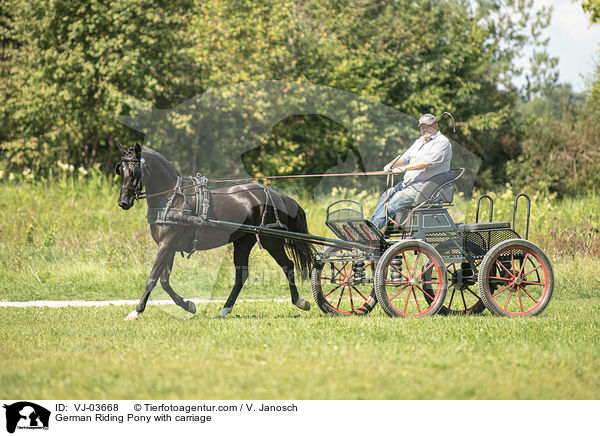 Deutsches Reitpony wird gefahren / German Riding Pony with carriage / VJ-03668