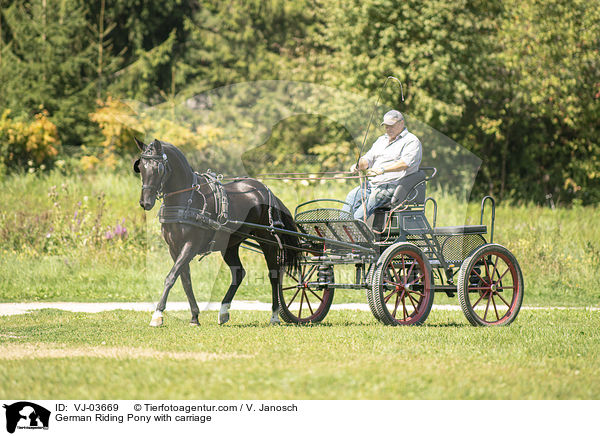 Deutsches Reitpony wird gefahren / German Riding Pony with carriage / VJ-03669