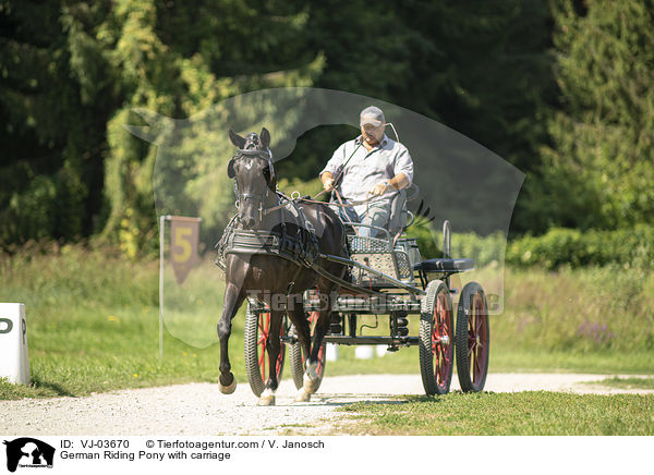 Deutsches Reitpony wird gefahren / German Riding Pony with carriage / VJ-03670