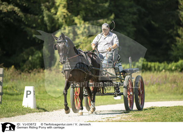 Deutsches Reitpony wird gefahren / German Riding Pony with carriage / VJ-03672