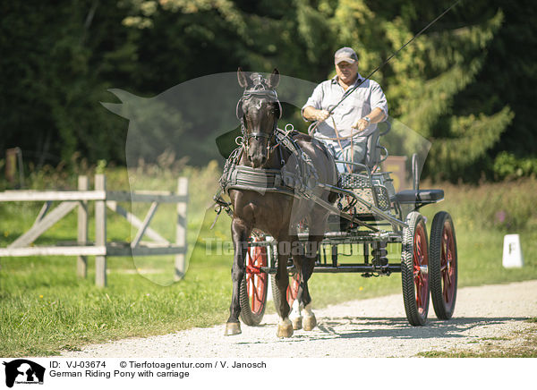 Deutsches Reitpony wird gefahren / German Riding Pony with carriage / VJ-03674
