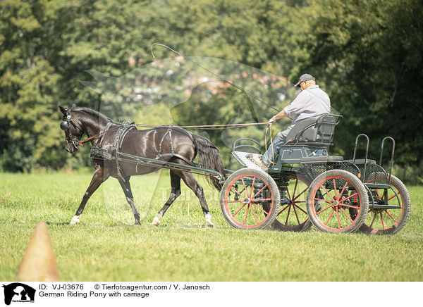 Deutsches Reitpony wird gefahren / German Riding Pony with carriage / VJ-03676