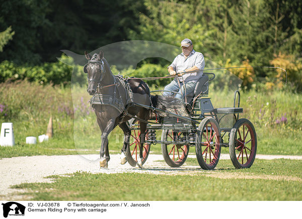 Deutsches Reitpony wird gefahren / German Riding Pony with carriage / VJ-03678