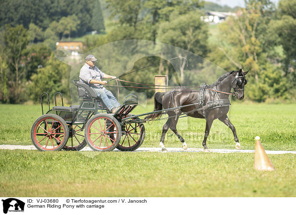 Deutsches Reitpony wird gefahren / German Riding Pony with carriage / VJ-03680