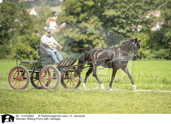 Deutsches Reitpony wird gefahren / German Riding Pony with carriage / VJ-03682