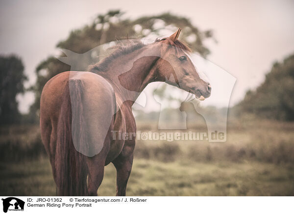 Deutsches Reitpony Portrait / German Riding Pony Portrait / JRO-01362